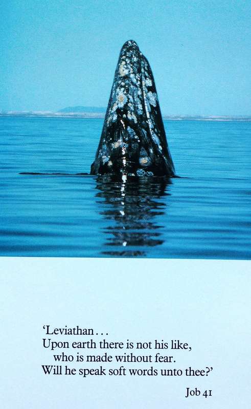 Whale Nation - Heathcote Williams