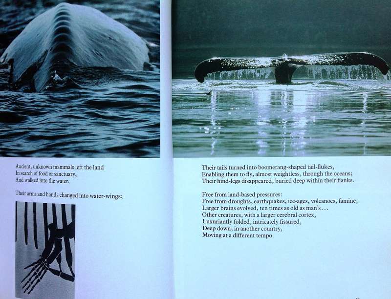 Whale Nation - Heathcote Williams