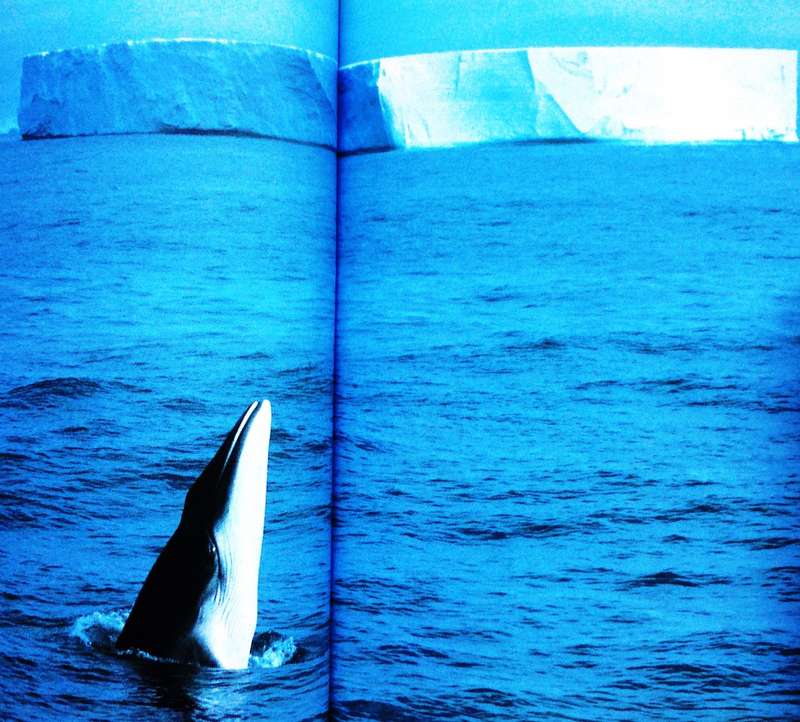 Whale Nation - Heathcote Williams
