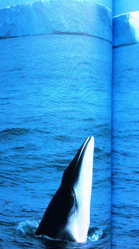 Whale Nation - Heathcote Williams