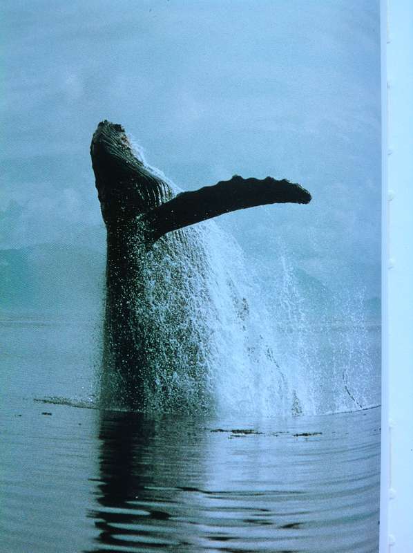 Whale Nation - Heathcote Williams