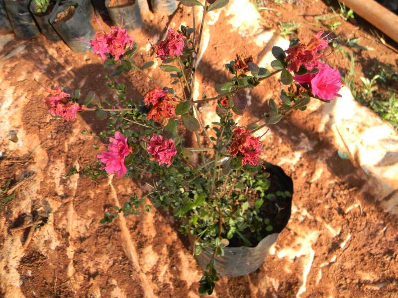 Polygala Myrtifolia