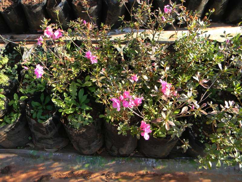 Polygala Myrtifolia