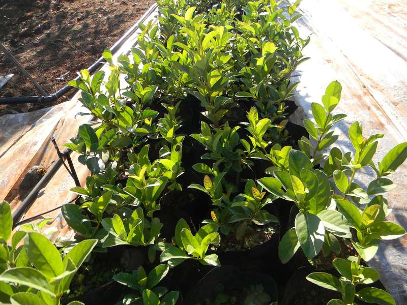 Sweet Viburnum | Viburnum Odoratissimum