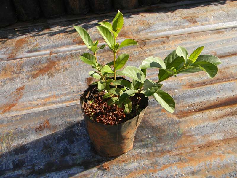 Sweet Viburnum | Viburnum Odoratissimum