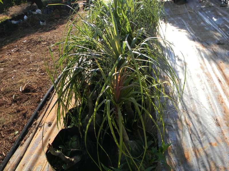 Ponytail Palm Plant