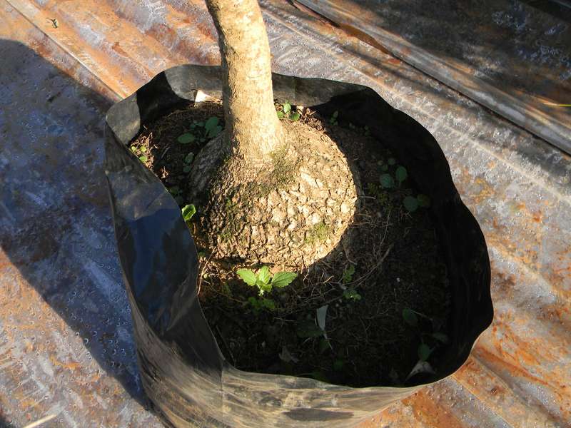 Ponytail Palm Plant