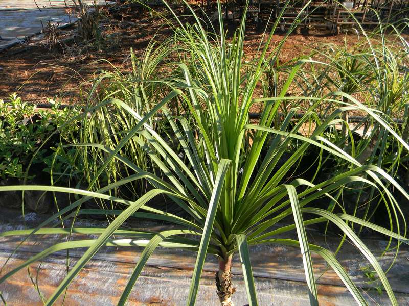 Ponytail Palm Plant