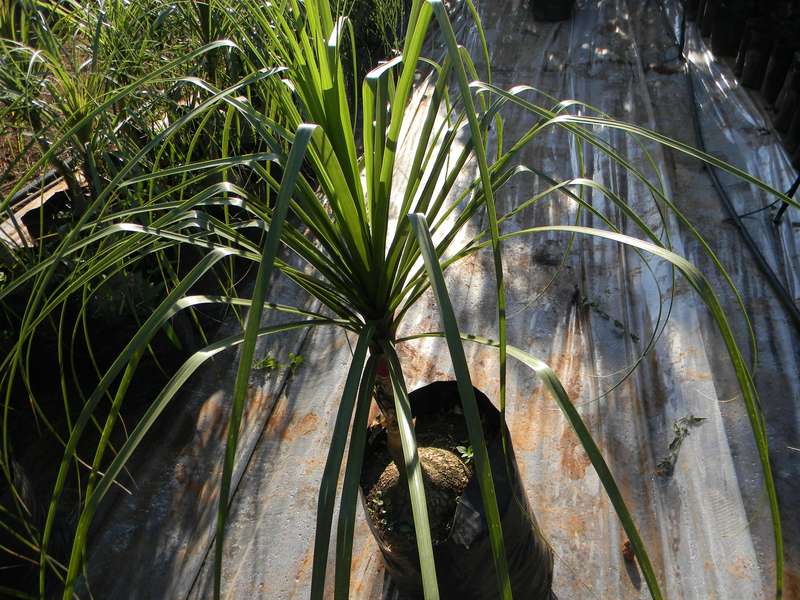 Ponytail Palm Plant