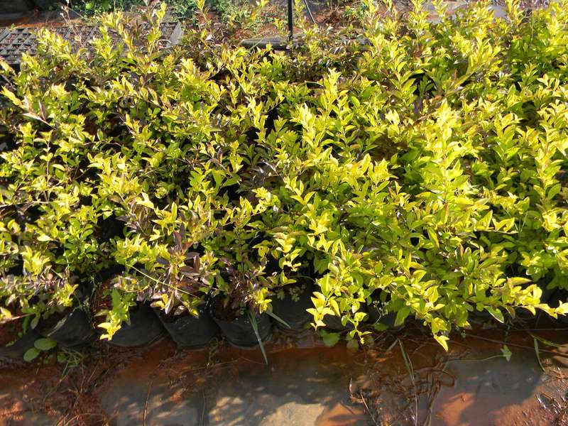 Duranta Sheena's Gold Plant