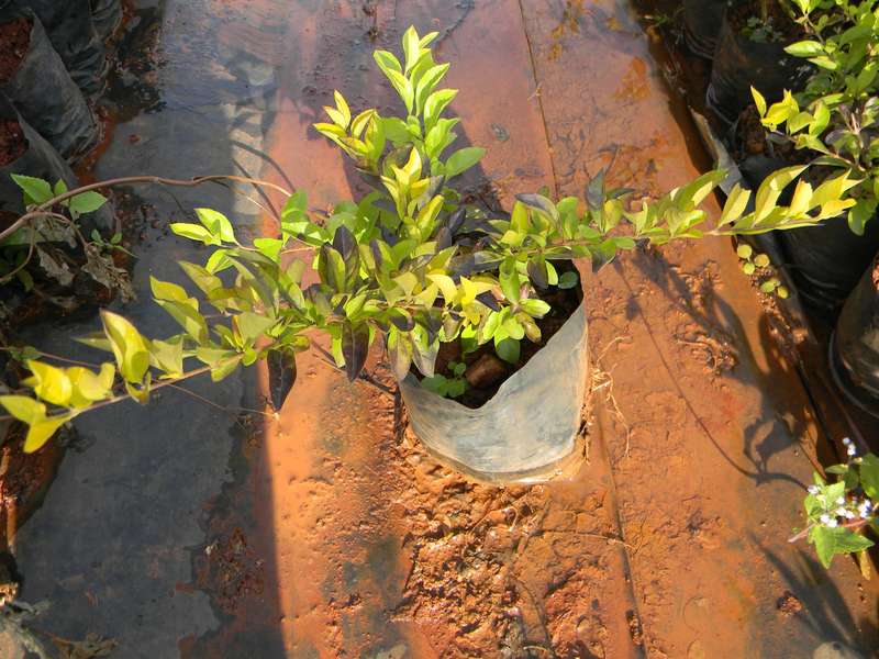 Duranta Sheena's Gold Plant