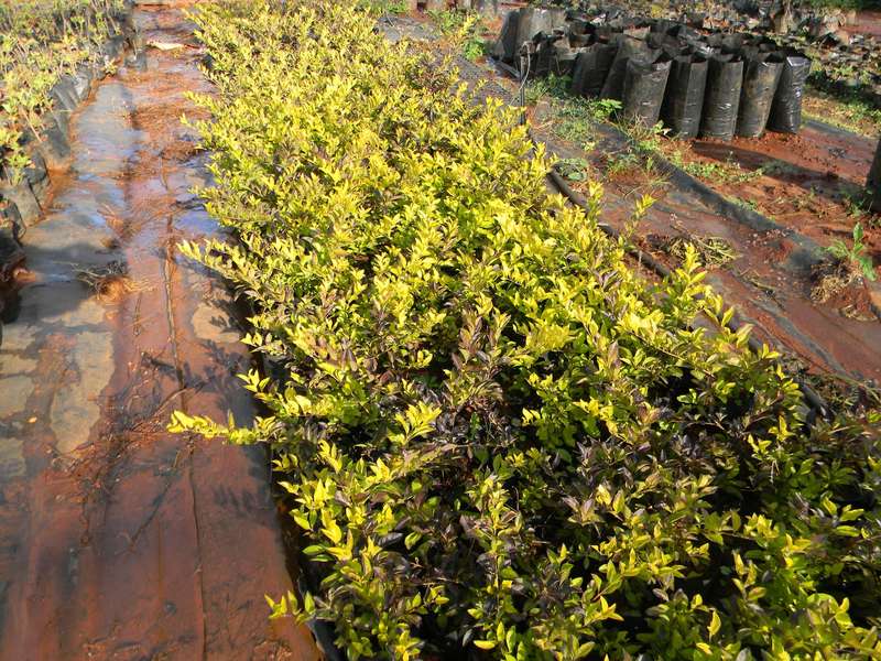 Duranta Sheena's Gold Plant