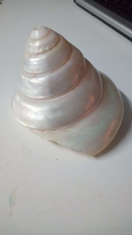 Pearlescent Sea shell 290 grams Seychelles and Corel from Mauritius