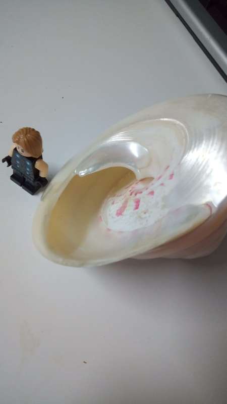 Pearlescent Sea shell 290 grams Seychelles and Corel from Mauritius