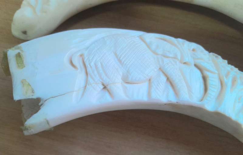 CARVED WARTHOG TUSKS
