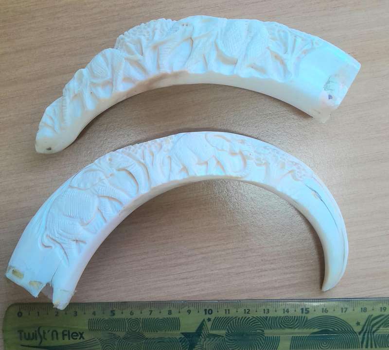 CARVED WARTHOG TUSKS