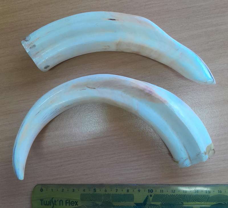 CARVED WARTHOG TUSKS