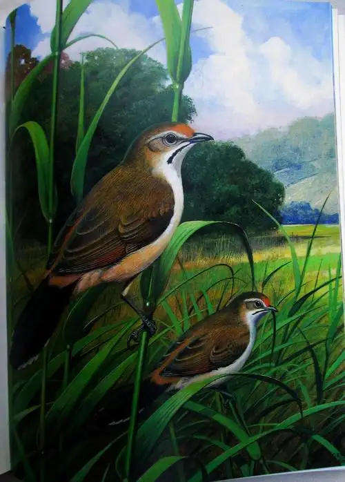 THE RARE BIRDS OF SOUTHERN AFRICA - Phillip A. Clancey **Cased Edition**