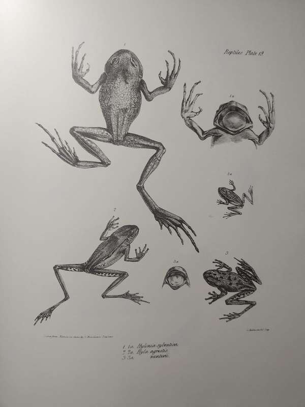 Darwin - The Zoology of the Voyage of HMS Beagle - Part IV Fish