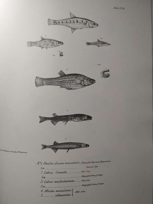 Darwin - The Zoology of the Voyage of HMS Beagle - Part IV Fish