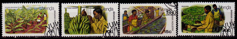 VENDA 1980, 13 Aug. BANANA CULTIVATION, set, CTO, CV R ?? view scans