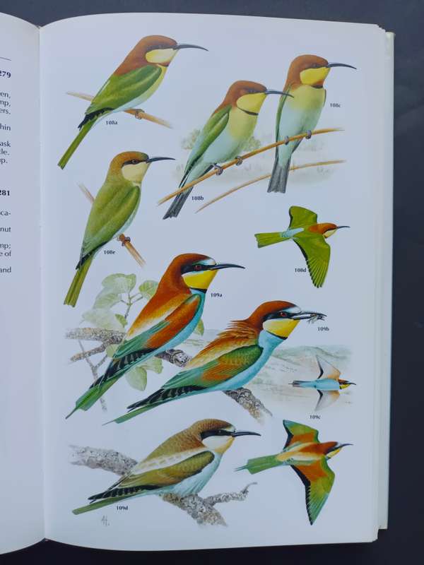 Kingfishers, Bee-eaters and Rollers / Fry, C. Hilary & Fry, Kathie