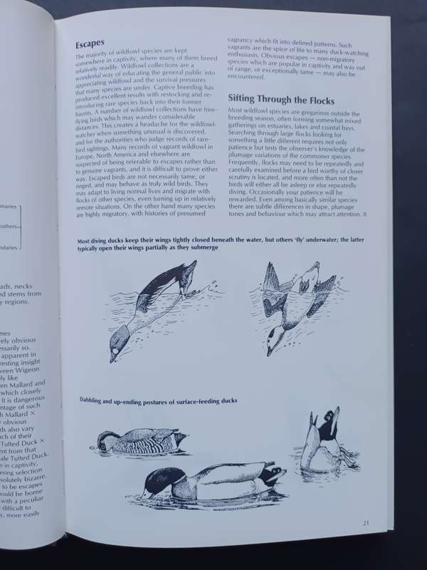 WILDFOWL / Steve Madge and Hilary Burn