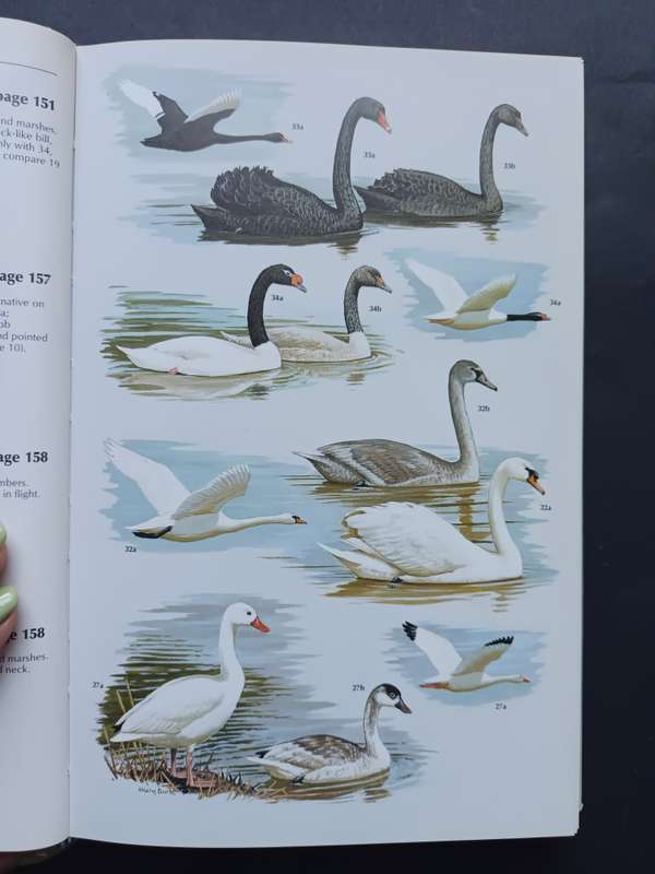 WILDFOWL / Steve Madge and Hilary Burn