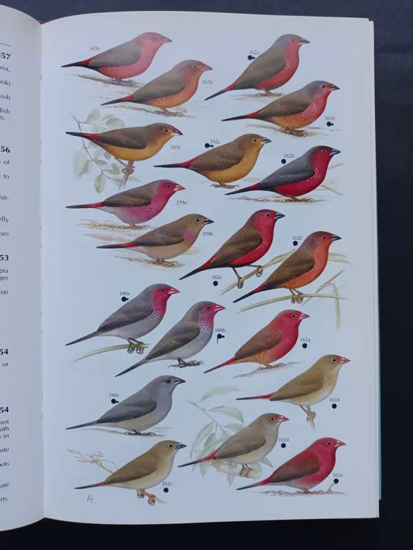 FINCHES & SPARROWS : An Identification Guide / Peter Clement, Alan Harris & John Davis