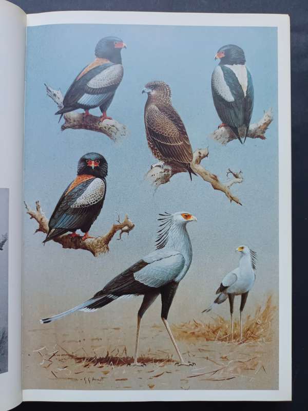 Birds of Prey of Southern African / Peter Steyn : Illustrated by Graham Arnott