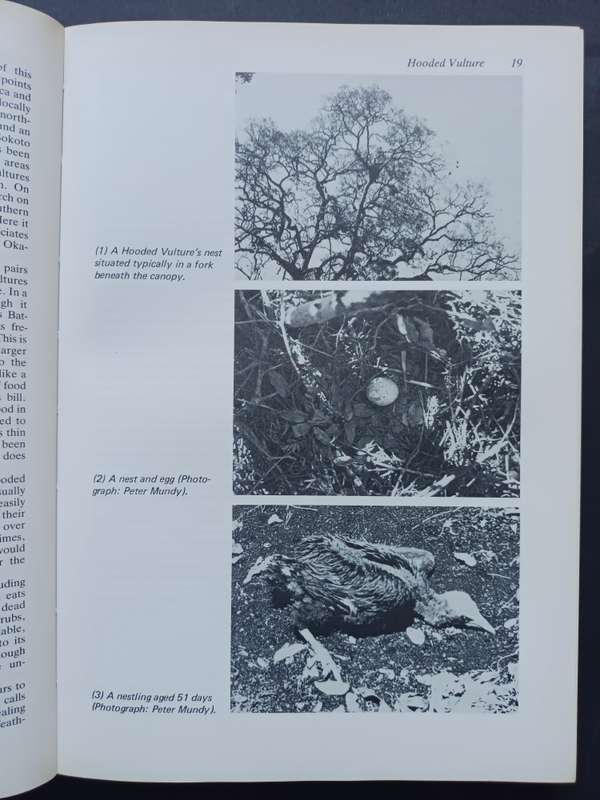 Birds of Prey of Southern African / Peter Steyn : Illustrated by Graham Arnott
