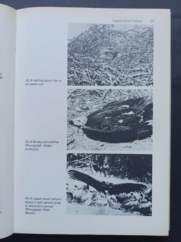 Birds of Prey of Southern African / Peter Steyn : Illustrated by Graham Arnott