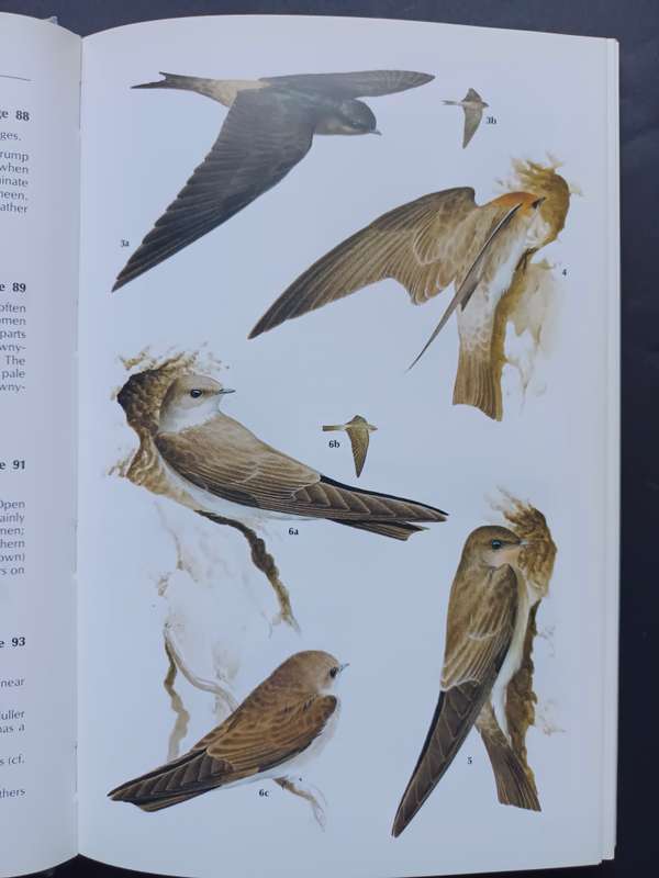 A Handbook to the Swallows and Martins of the World / Angela Turner & Chris Rose