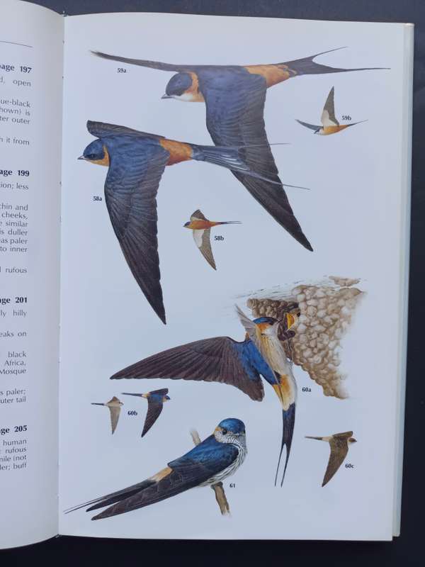 A Handbook to the Swallows and Martins of the World / Angela Turner & Chris Rose