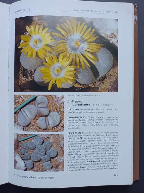 LITHOPS Flowering Stones / Desmond T. Cole & Naureen A. Cole