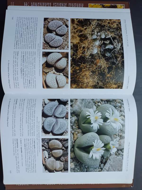 LITHOPS Flowering Stones / Desmond T. Cole & Naureen A. Cole