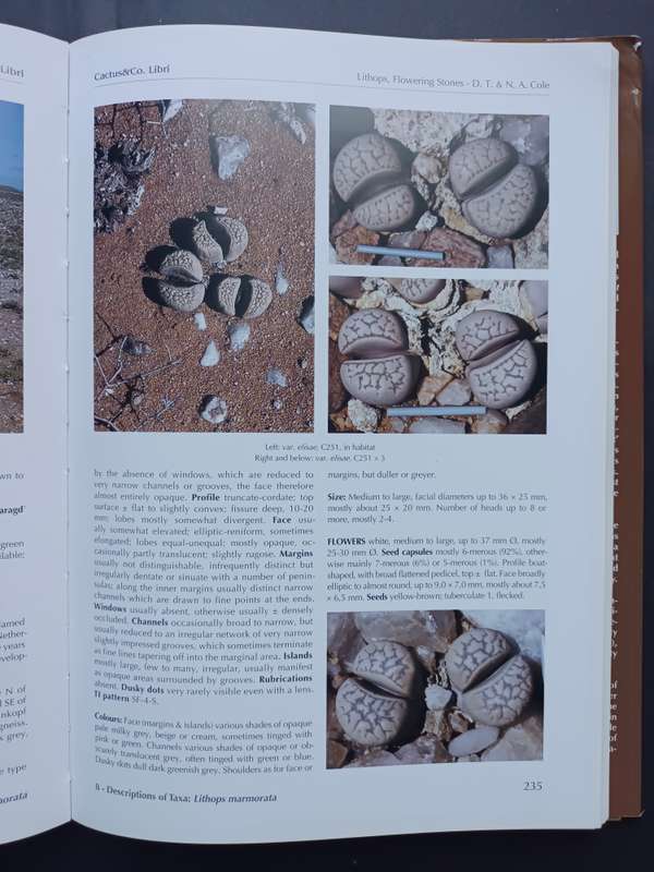LITHOPS Flowering Stones / Desmond T. Cole & Naureen A. Cole