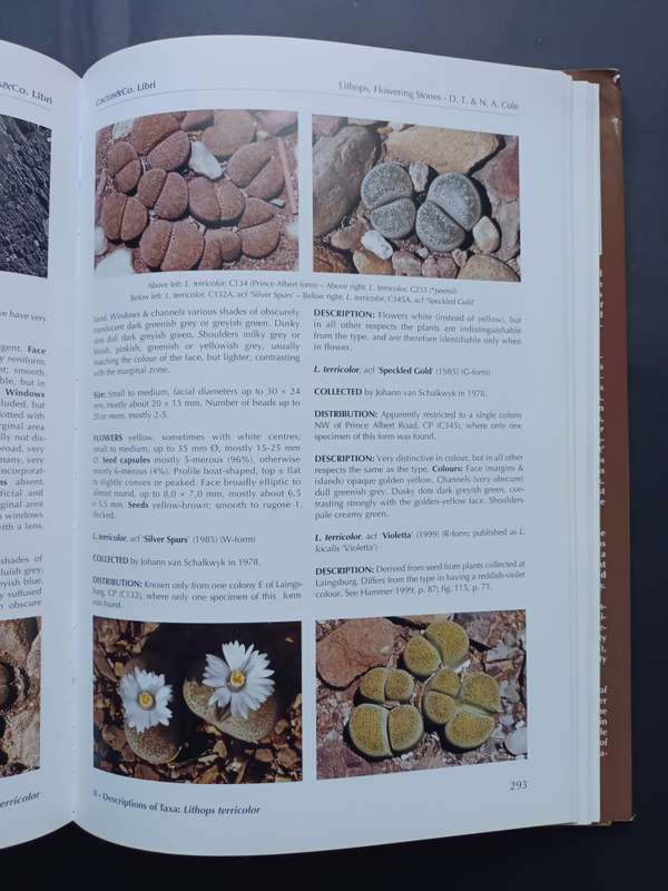 LITHOPS Flowering Stones / Desmond T. Cole & Naureen A. Cole