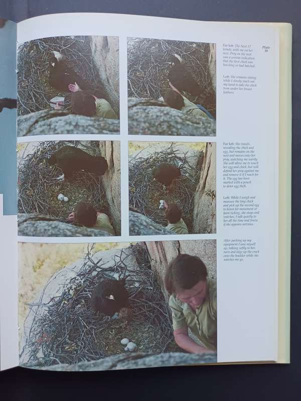 The Black Eagle / Valerie Gargett