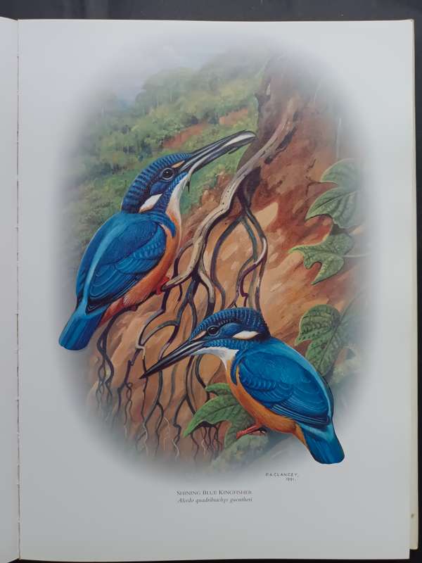 Kingfishers of Sub-Saharan Africa  /  Phillip A Clancey