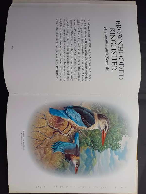 Kingfishers of Sub-Saharan Africa  /  Phillip A Clancey