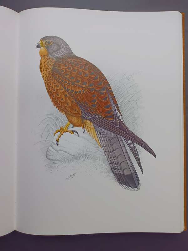 The Bird Paintings of C.G. Finch-Davies : Southern Africa's finest bird artist