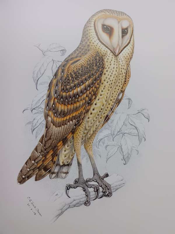 The Bird Paintings of C.G. Finch-Davies : Southern Africa's finest bird artist