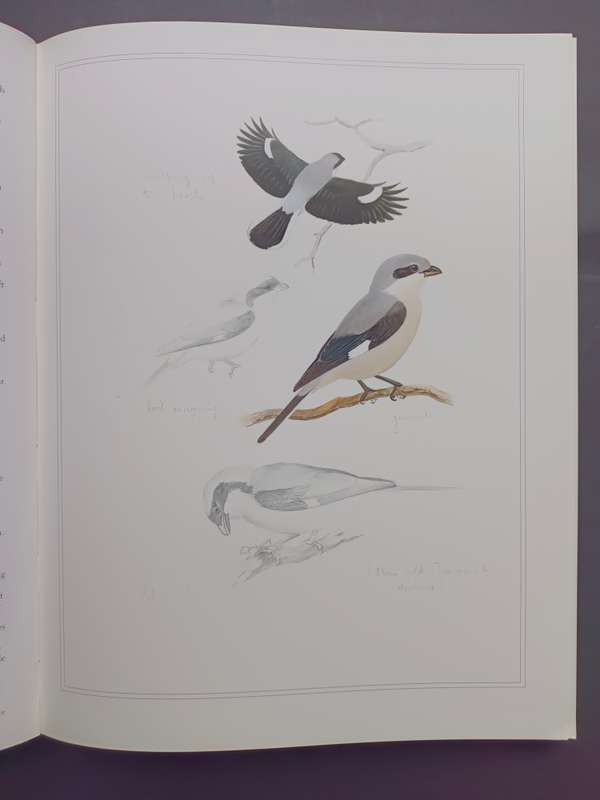 Shrikes of Southern Africa /Tony Harris & Graeme Arnott