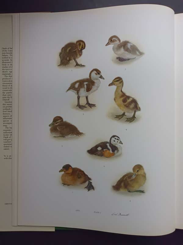 Ducks Of Sub-Saharan Africa / Gordon Lindsay Maclean & Gail Darroll