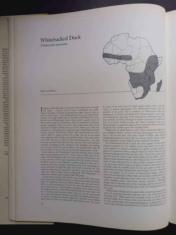Ducks Of Sub-Saharan Africa / Gordon Lindsay Maclean & Gail Darroll