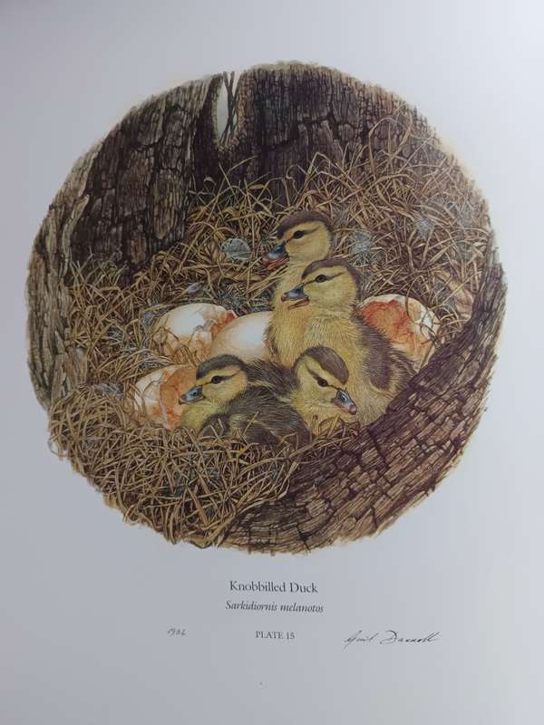 Ducks Of Sub-Saharan Africa / Gordon Lindsay Maclean & Gail Darroll