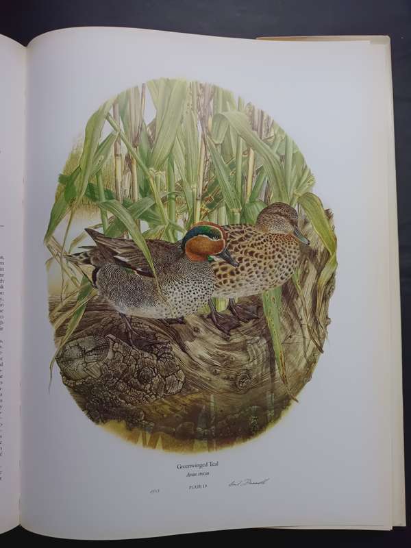 Ducks Of Sub-Saharan Africa / Gordon Lindsay Maclean & Gail Darroll