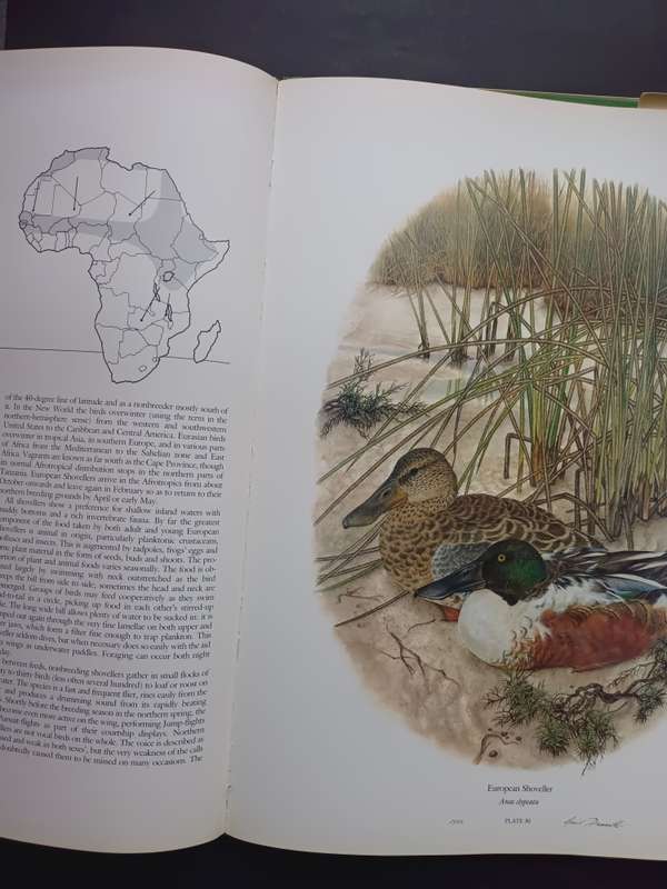 Ducks Of Sub-Saharan Africa / Gordon Lindsay Maclean & Gail Darroll