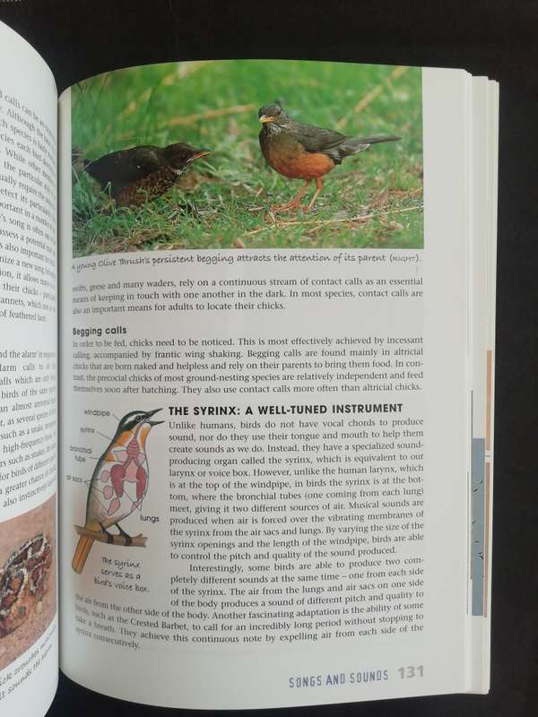 Sasol Birds : The Inside Story / Rael & Helene Loon